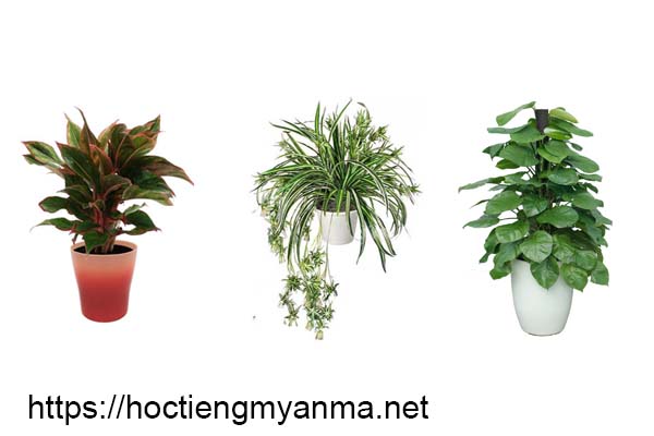 b&iacute; quyết chăm s&oacute;c nh&agrave; cửa với c&acirc;y xanh