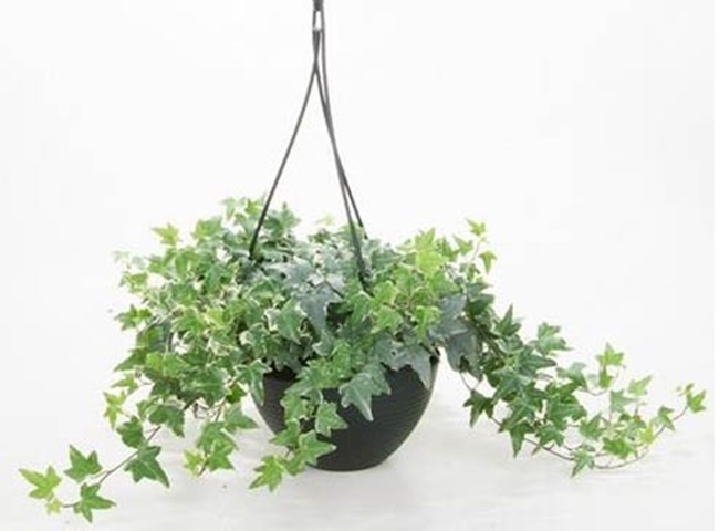 C&acirc;y khử m&ugrave;i nh&agrave; vệ sinh hiệu quả