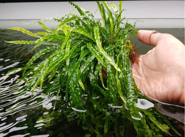 C&acirc;y khử m&ugrave;i nh&agrave; vệ sinh hiệu quả