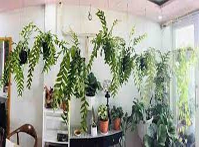 C&acirc;y khử m&ugrave;i nh&agrave; vệ sinh hiệu quả