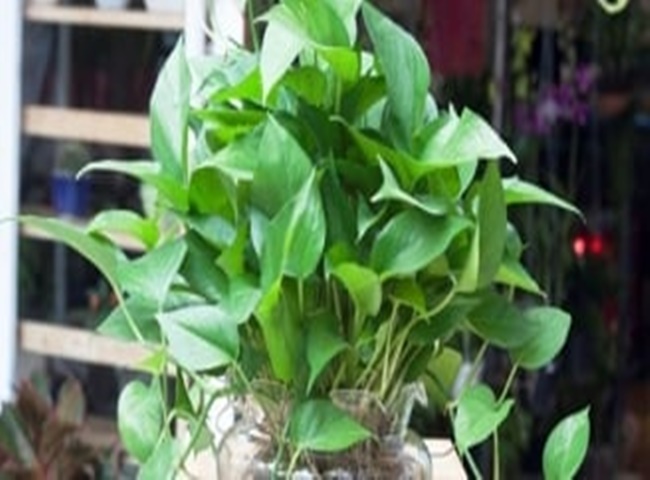 C&acirc;y khử m&ugrave;i nh&agrave; vệ sinh hiệu quả