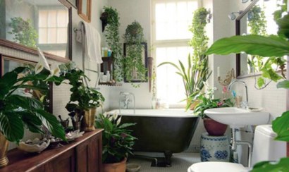 Mách bạn top 10 loại cây khử mùi hôi trong nhà, dễ trồng
