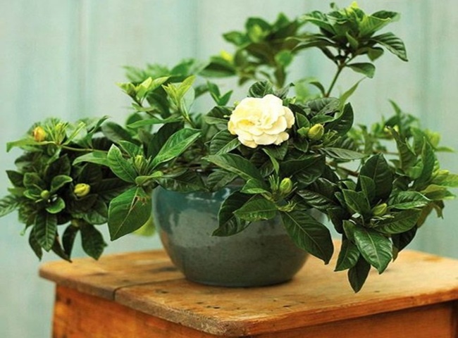 c&acirc;y khử m&ugrave;i trong ph&ograve;ng