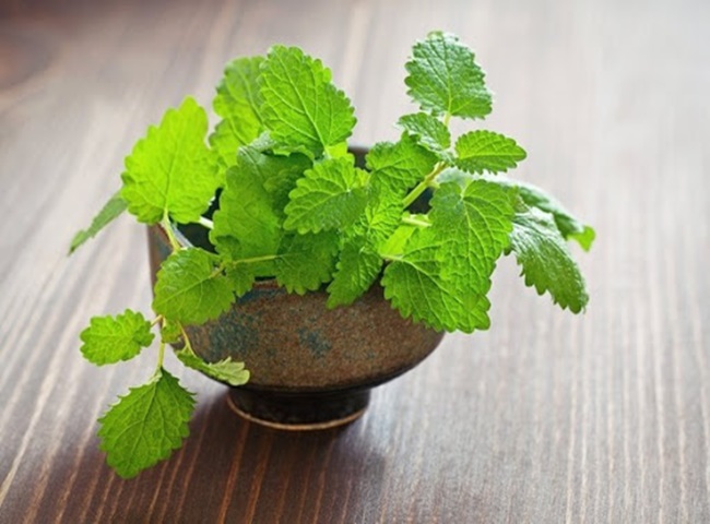 c&acirc;y khử m&ugrave;i h&ocirc;i trong nh&agrave;