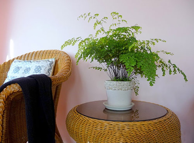 c&acirc;y khử m&ugrave;i trong nh&agrave; vệ sinh