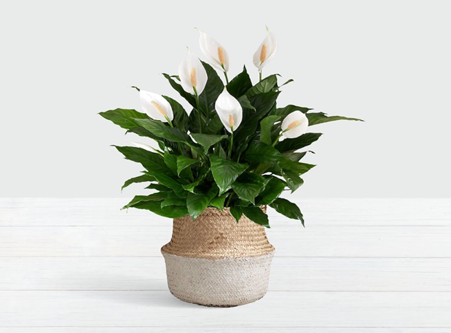 c&acirc;y khử m&ugrave;i h&ocirc;i trong nh&agrave;