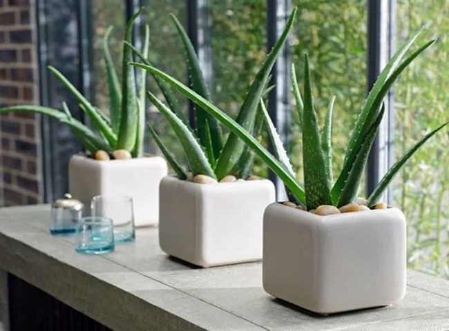 loại c&acirc;y khử m&ugrave;i h&ocirc;i nha đam